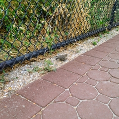 Molothrus ater