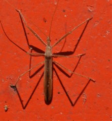 Doldina interjungens