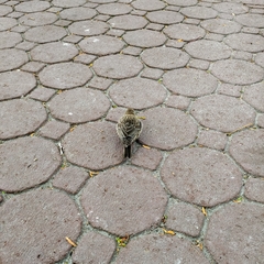 Molothrus ater