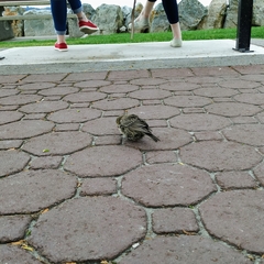 Molothrus ater