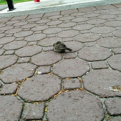 Molothrus ater