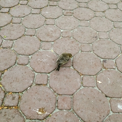 Molothrus ater