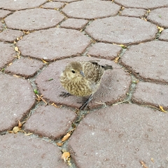 Molothrus ater