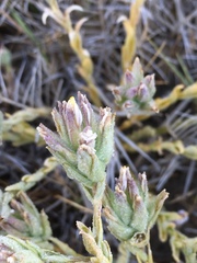 Chloropyron maritimum canescens