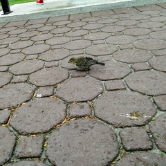 Molothrus ater