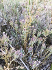 Chloropyron maritimum canescens