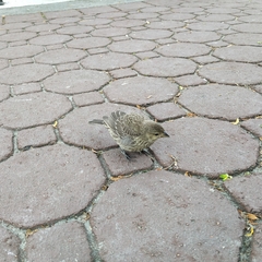 Molothrus ater