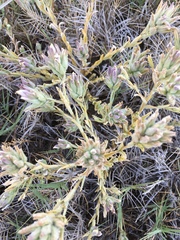 Chloropyron maritimum canescens