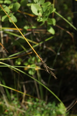Carex appropinquata