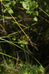 Carex appropinquata