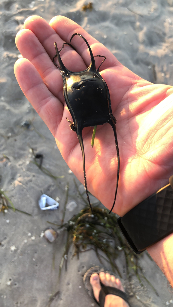 Little Skate