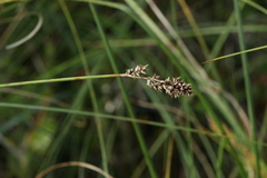 Carex diandra