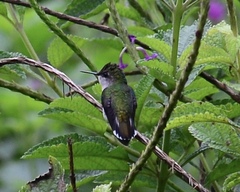 Microchera albocoronata