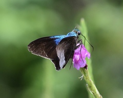 Telegonus alardus latia