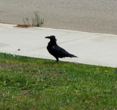 Corvus corax