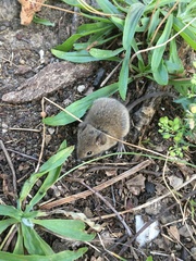 Reithrodontomys humulis