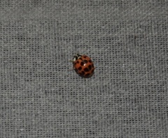 Harmonia axyridis