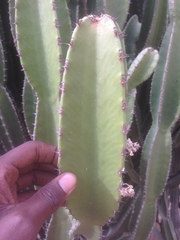 Euphorbia kamerunica image