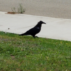 Corvus corax