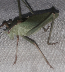 Platylyra californica