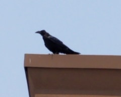 Corvus corax