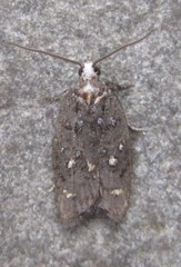 Acleris variana