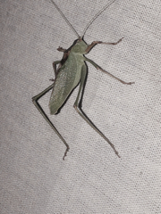 Platylyra californica