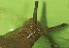 Megaustenia imperator