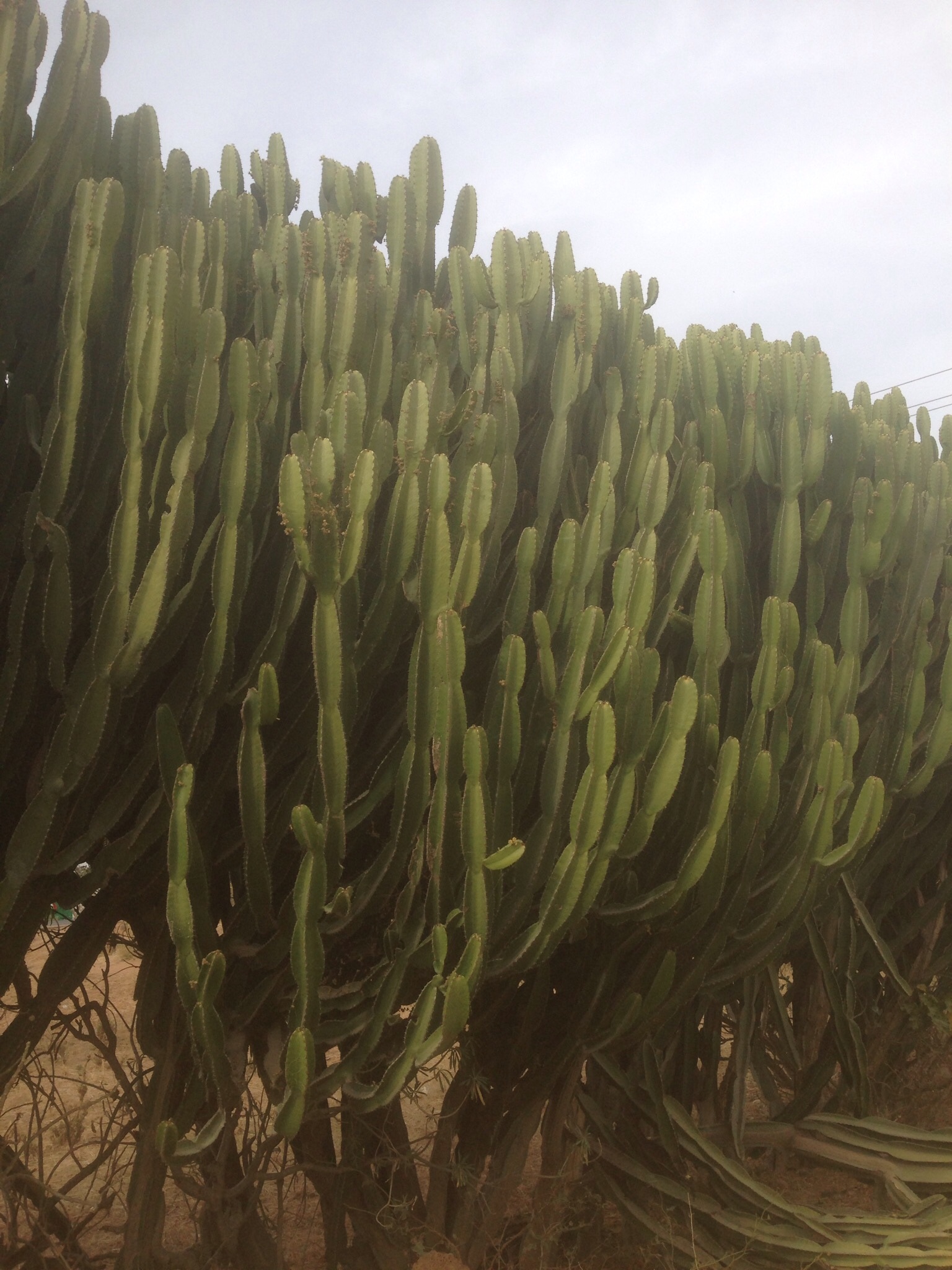 Euphorbia kamerunica