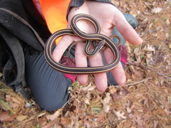 Thamnophis saurita septentrionalis