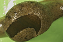 Megaustenia imperator