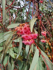 Eucalyptus sideroxylon sideroxylon