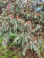 Eucalyptus sideroxylon sideroxylon