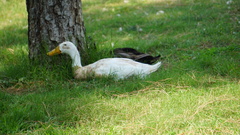 Anas platyrhynchos domesticus