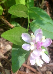 Rhinotropis californica