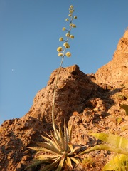 Agave sobria sobria