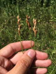 Carex scoparia image