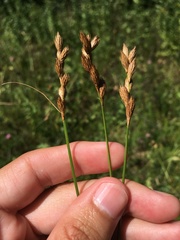 Carex scoparia image
