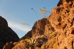 Agave sobria sobria