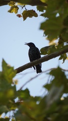 Sturnus vulgaris