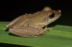 Craugastor fitzingeri