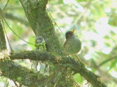 Catharus mexicanus