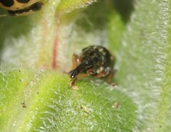 Nanophyinae