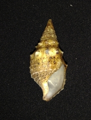 Cerithium maculosum
