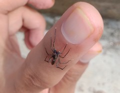 Spartaeus spinimanus