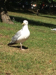Larus argentatus