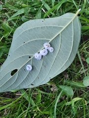 Macremphytus tarsatus