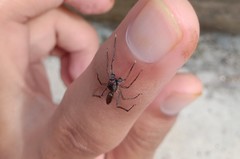 Spartaeus spinimanus