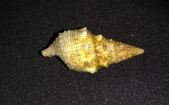 Cerithium maculosum