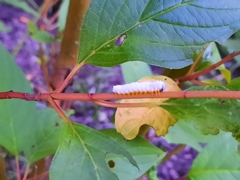 Macremphytus tarsatus